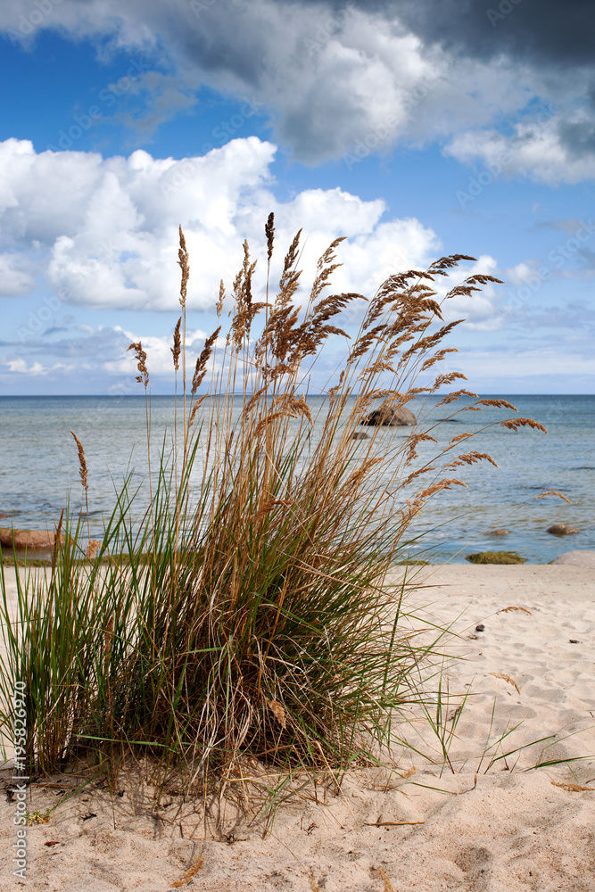 Grass on Baltic sea beach, Latvia.