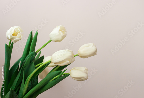 Beautiful white gentle tulips close-up on a white background.