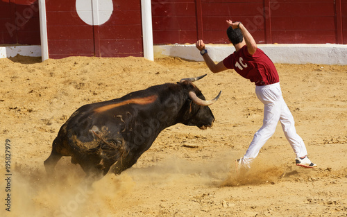 Competición con toros de lidia en España. Esta competición es una forma de la tauromaquia donde la gente usa su propio cuerpo para torear.