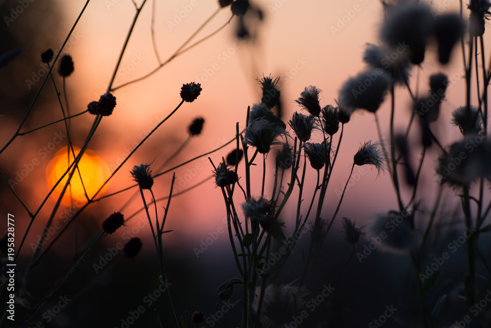 Obraz premium sunset