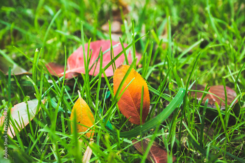 Wallpaper Mural Bright autumn leaves on the ground Torontodigital.ca