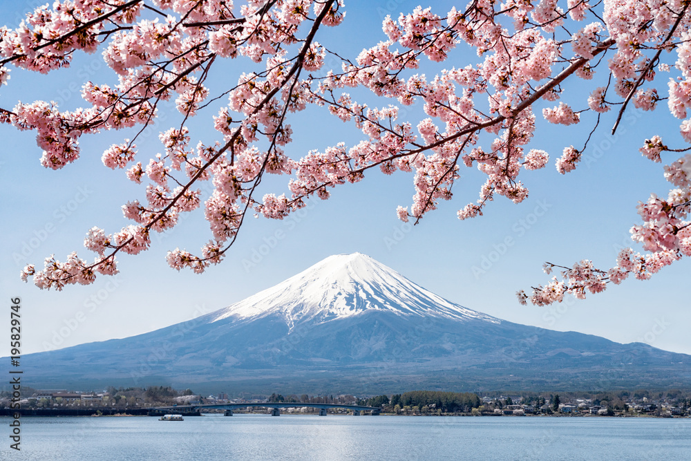 Fototapeta premium Różowy czereśniowy okwitnięcie w wiośnie przy górą Fuji w Kawaguchiko, Japonia