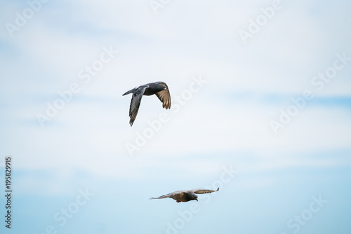 Two Pigeons Flying In The Sky