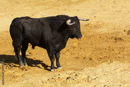 Toro de lidia en la arena de una plaza de toros. España