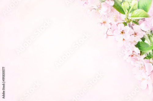 Spring blossom/springtime cherry bloom, toned, bokeh flower background, pastel and soft floral card, toned