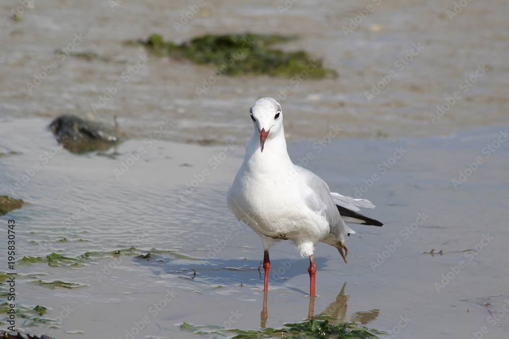 mouette mouette