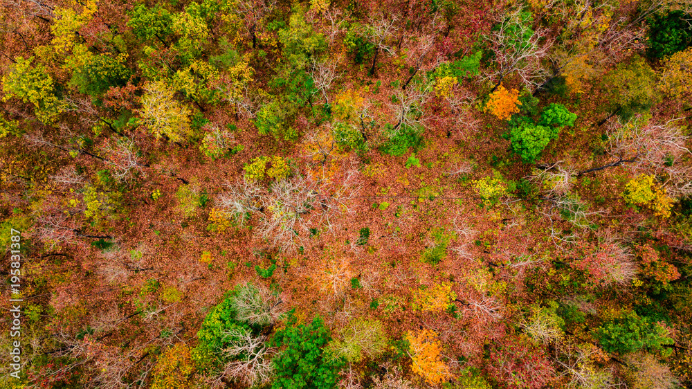 Aerial view of autumn forest at sunset. Amazing landscape with trees with red and orange leaves in day.