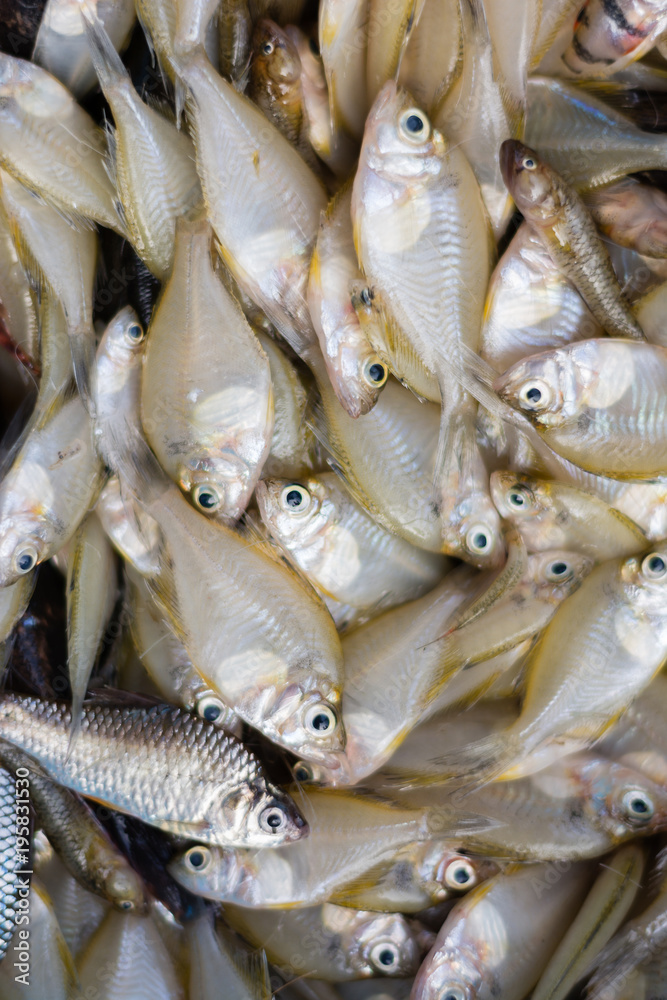 Obraz premium fresh white fish on basket selling in market