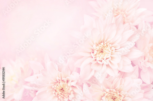 Summer blossoming delicate chrysanthemum flowers festive background, pastel and soft bouquet floral card, selective focus, toned