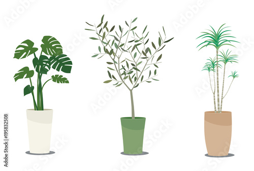 観葉植物