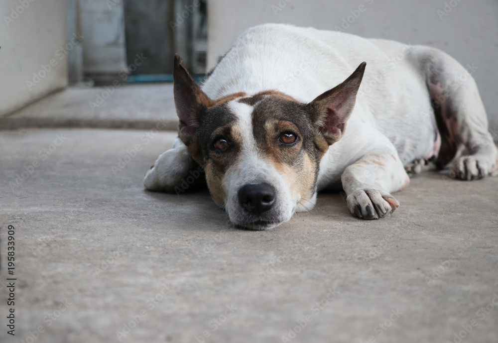 Sad dog white and brown waiting someone after received vaccine relaxing on the floor the eyes sadness cute animal looking at the camera Sad dog white and brown waiting someone after received vaccine relaxing on the floor the eyes sadness cute animal looking at the camera