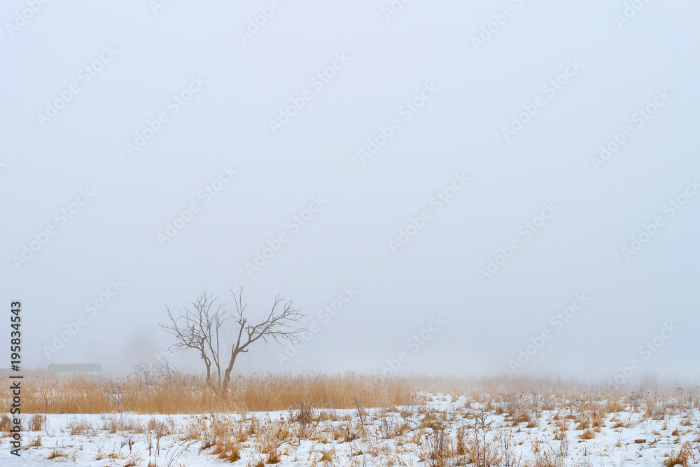 custom made wallpaper toronto digitalThick fog early cloudy winter morning. Snowy landscape in the season of harsh Russian winter