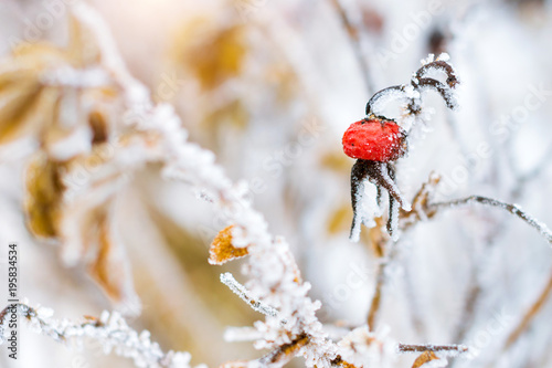 Fotografie Frozen flowers and leaves of wild rose covered with a crust of ice
