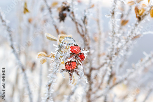Fotografie Frozen flowers and leaves of wild rose covered with a crust of ice