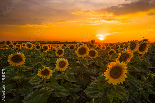 Vibrant sunflower field beautiful wide angle panorama in sunset in summer