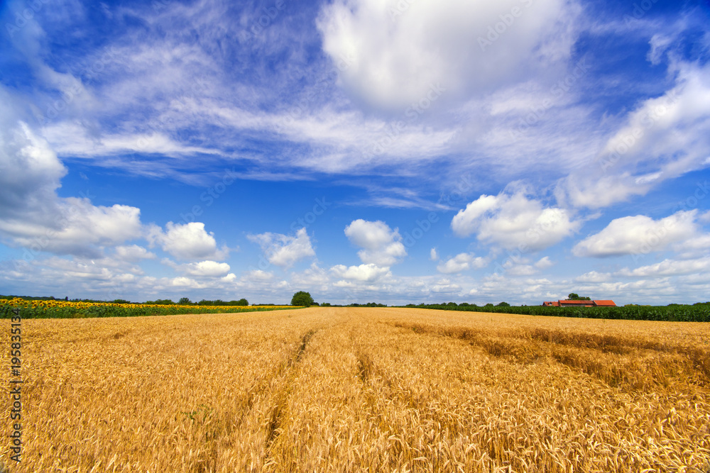 Vibrant wheat vista wide angle panorama with farm house white clouds and blue sky in summer Vibrant wheat vista wide angle panorama with farm house white clouds and blue sky in summer