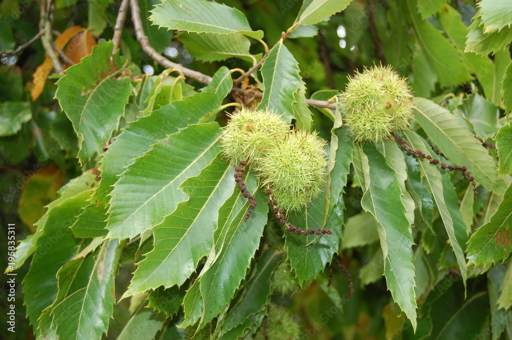feuilles et fruits du châtaigner
feuilles et fruits du châtaigner