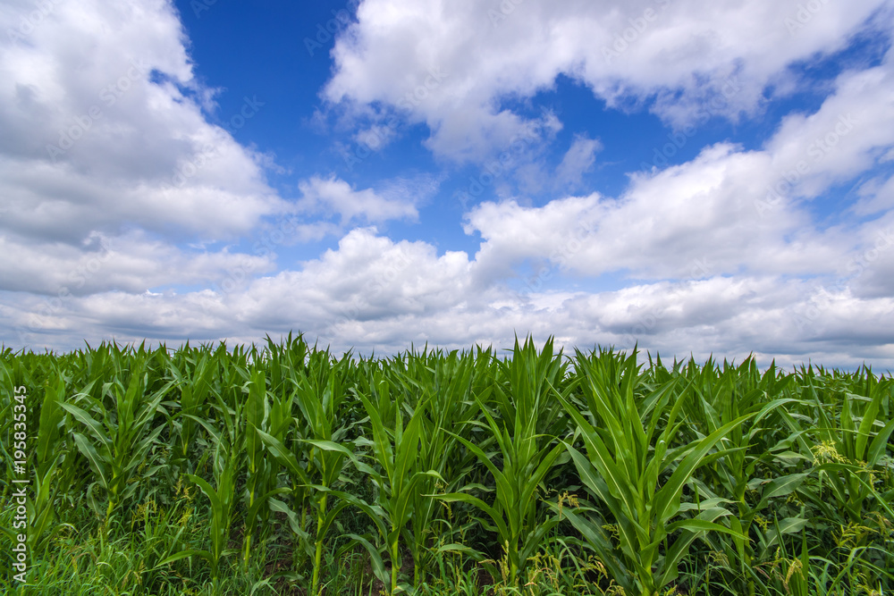 Vibrant green corn field with white clouds and blue sky Vibrant green corn field with white clouds and blue sky