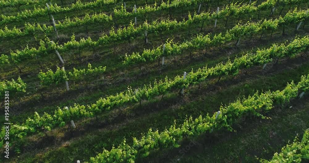 Aerial view of a green summer vineyard at sunset Aerial view of a green summer vineyard at sunset