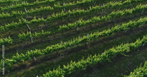 Aerial view  of a green summer vineyard at sunset