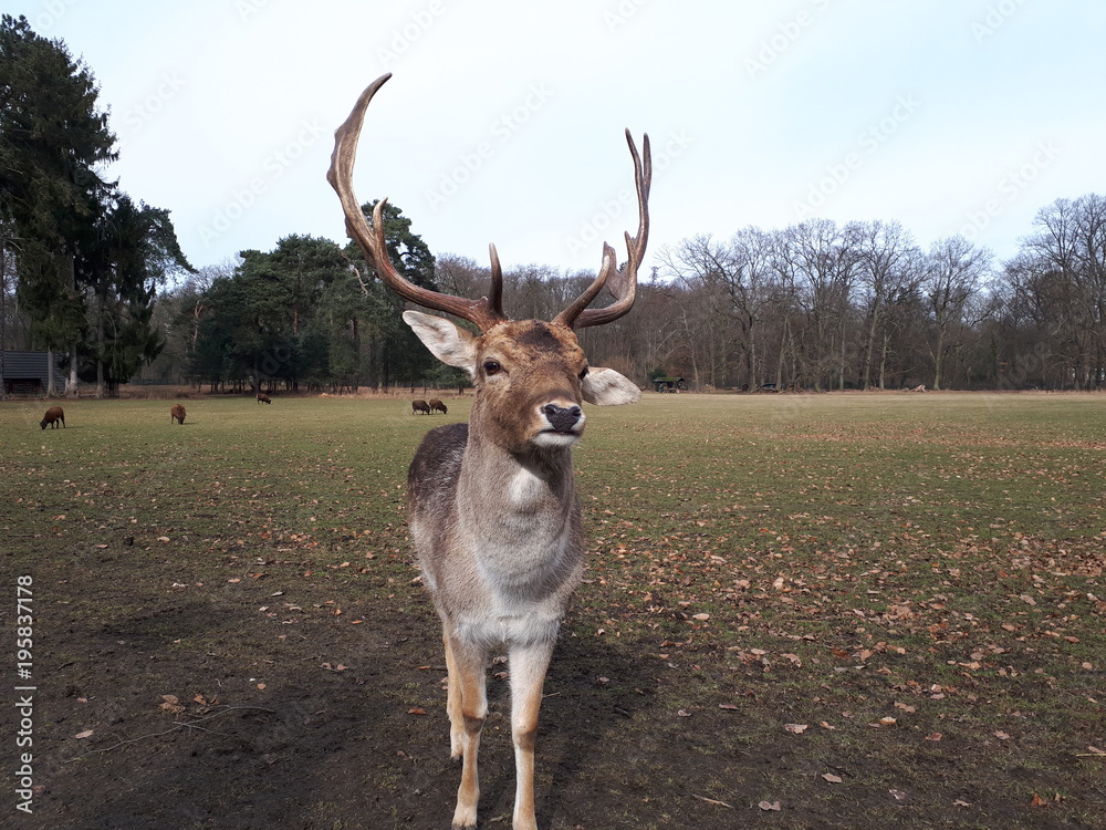 Beautiful fallow deer