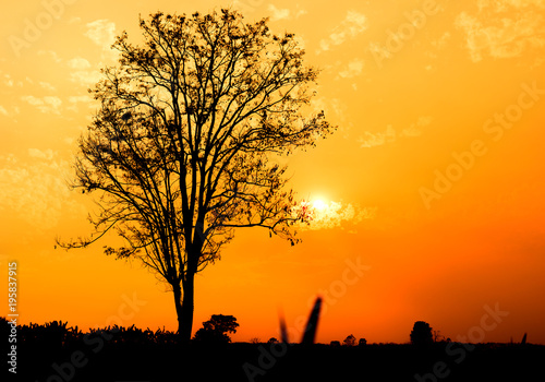 Silhouette tree at sunset.