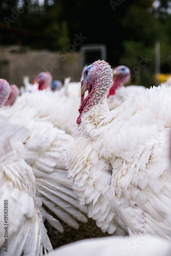 Breeding turkeys on a farm.