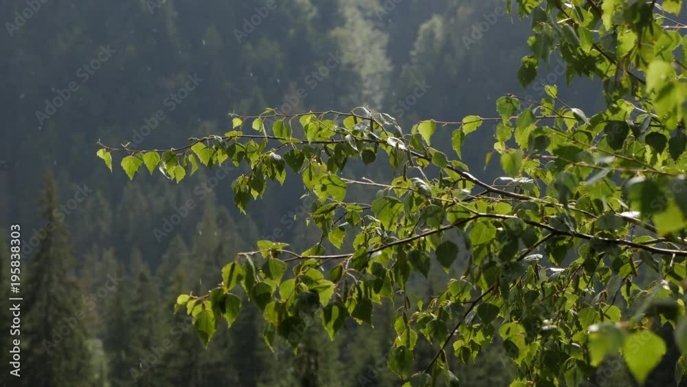 Focus on birch during heavy rain shower in mountain pine forest