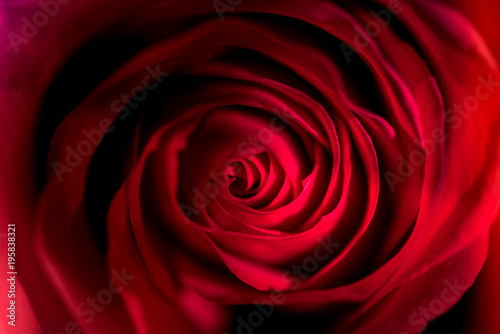 Flower  Red Rose  Macro