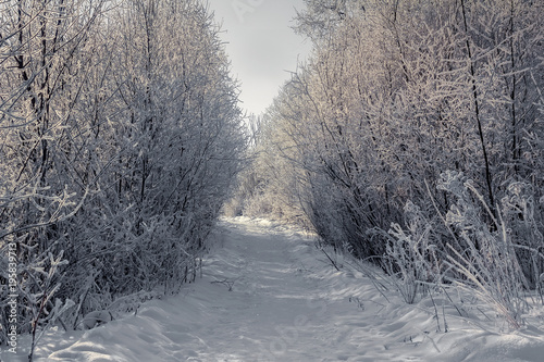 Majestic sunny winter day in Russia. Trail and trees covered with hoarfrost and snow