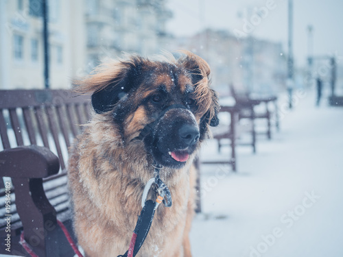Leonberger dog in the snow