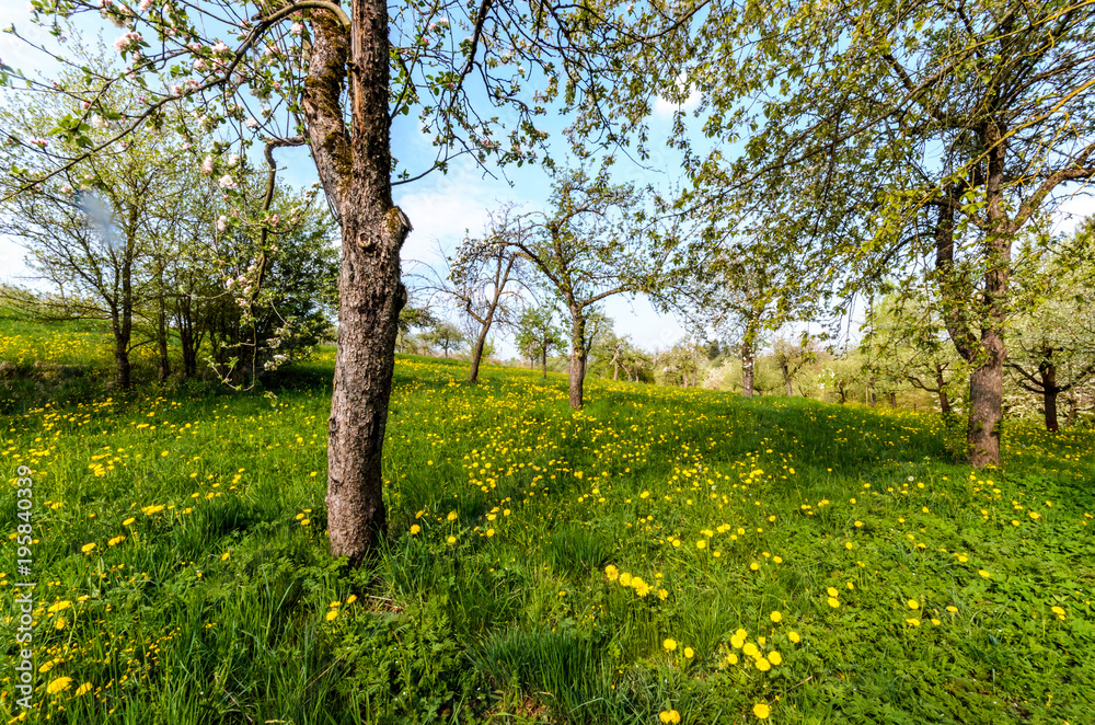 spring in orchard - Streuobstwiese spring in orchard - Streuobstwiese