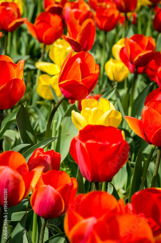 tulipani © monthss