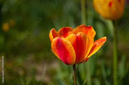 tulipani