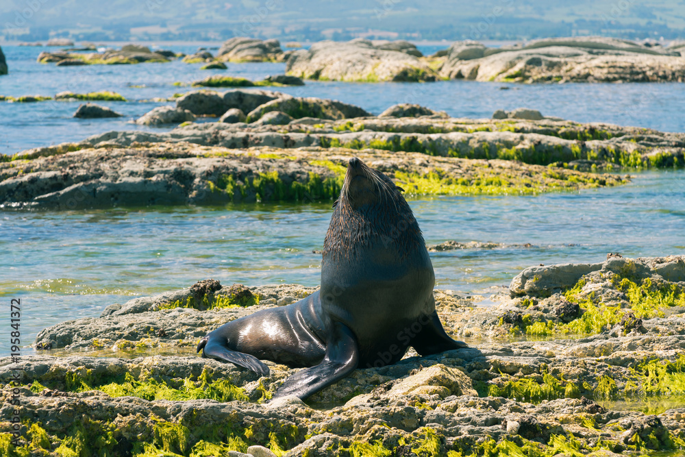 Obraz premium Cute Grey Seal na kamienistej plaży, naturalne tło Nowa Zelandia