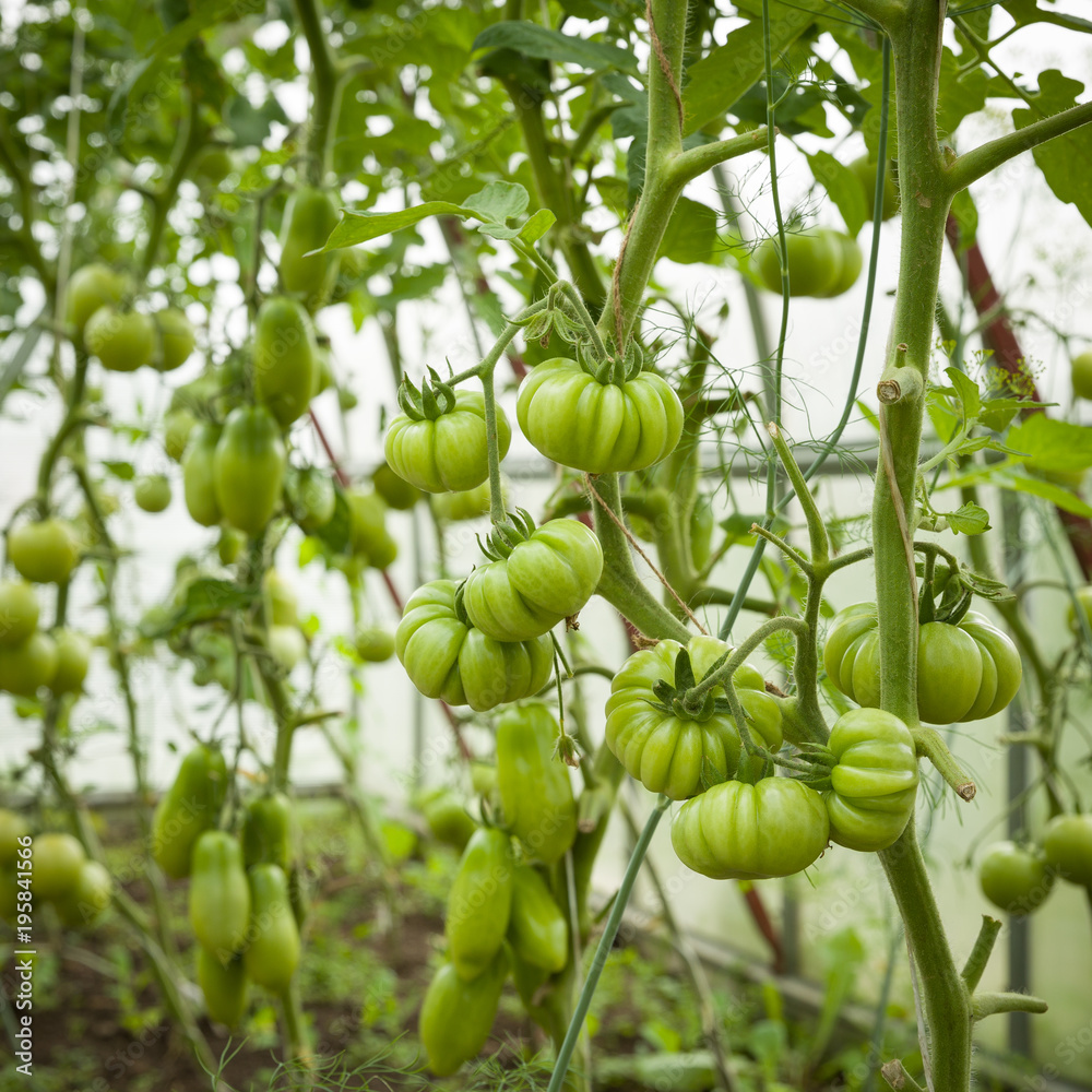 Growing tomatoes in the garden. Organic green tomatoes on a branches in green house.