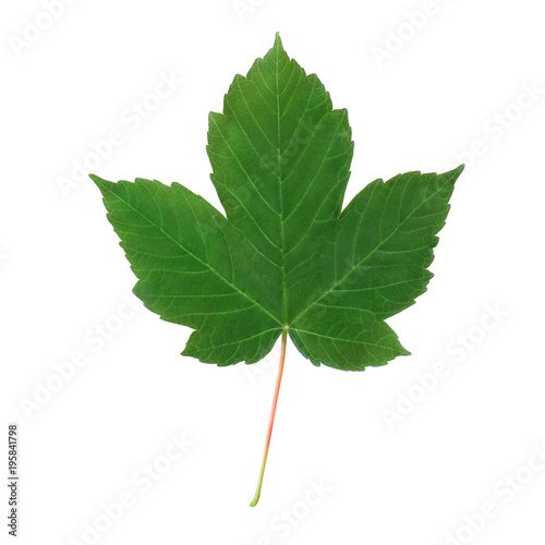 Green leaf on a white background