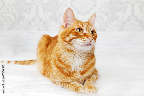 Closeup portrait of ginger cat lying on a bed and looking away against blurred background. Shallow focus.