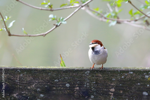 italian sparrow with bread in its beak