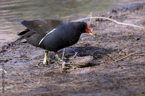 Gallinella d'acqua (Gallinula chloropus) photo