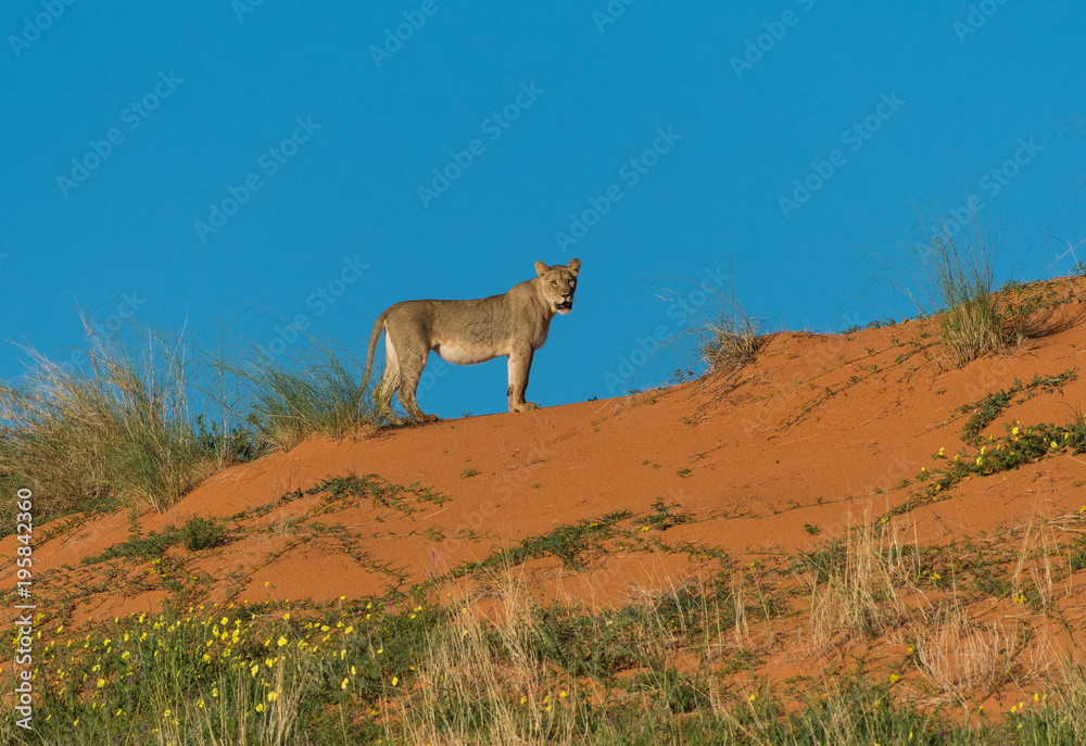 Naklejka premium Young lioness standing on the dune