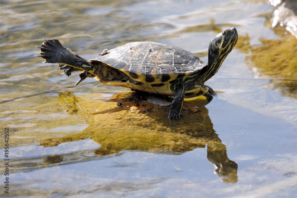 small freshwater turtles warm up in the sun - (Trachemys scripta scripta) small freshwater turtles warm up in the sun - (Trachemys scripta scripta)