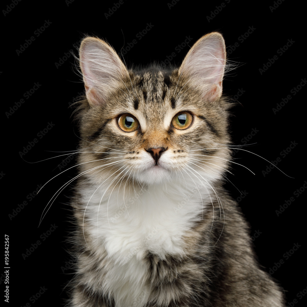 Portrait of Cute Kitten with white breast, looking in Camera on Isolated Black Background, front view