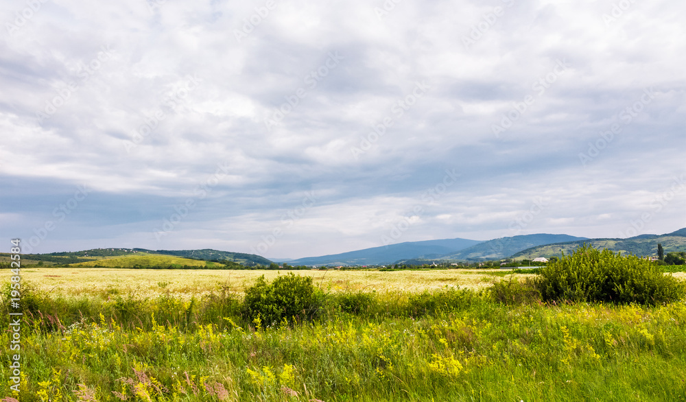wide field in rural area on a cloudy day. lovely nature scenery in summer wide field in rural area on a cloudy day. lovely nature scenery in summer