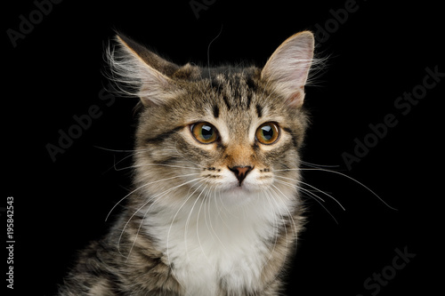 Portrait of Cute Kitten with white breast, Looks Curious on Isolated Black Background, front view