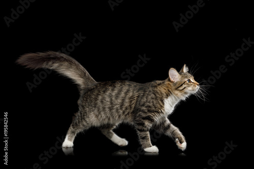 Fototapeta Naklejka Na Ścianę i Meble -  Tabby Kitten Walking with Interest looking up on Isolated Black Background, side view