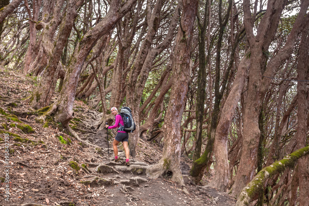 Trekker in the forest on the way to Annapurna base camp, Nepal Trekker in the forest on the way to Annapurna base camp, Nepal