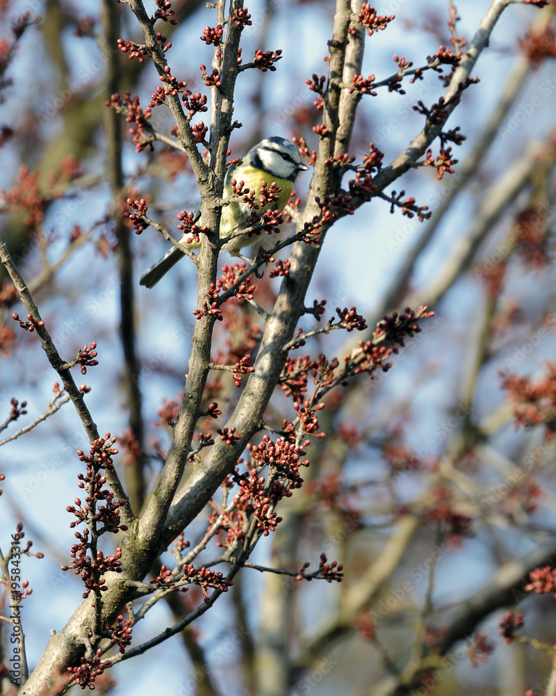 a tom tit cyanistes caeruleus perched on the branches of a tree a tom tit cyanistes caeruleus perched on the branches of a tree