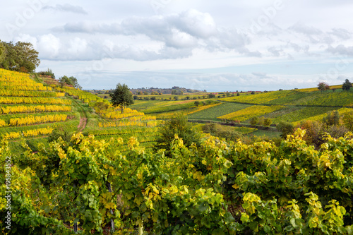 Vineyards in autumn