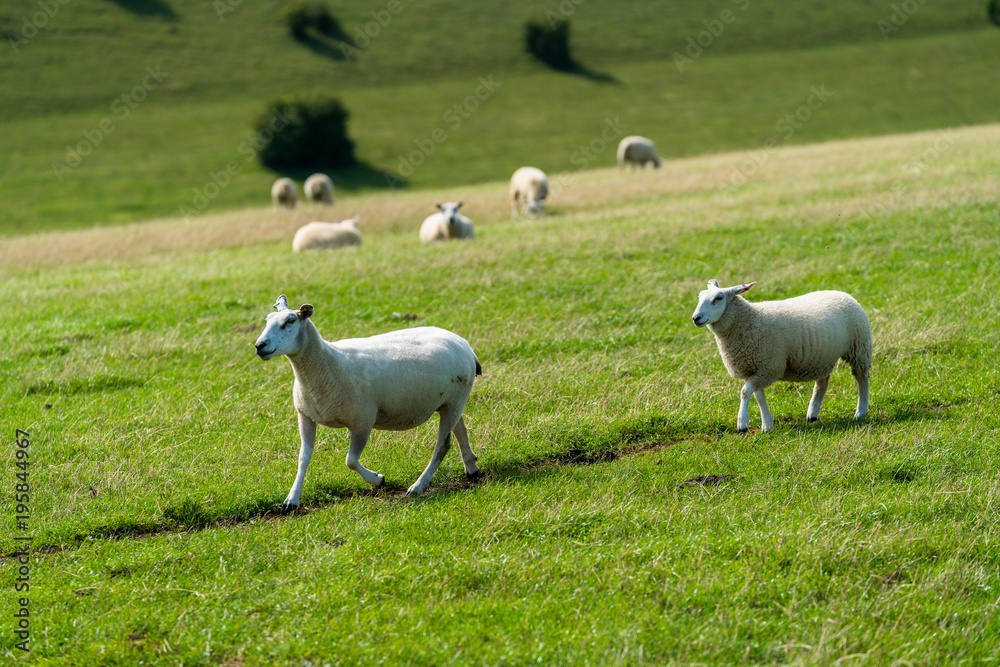 Sheep Walking On Grassy Field I Sheep Walking On Grassy Field I